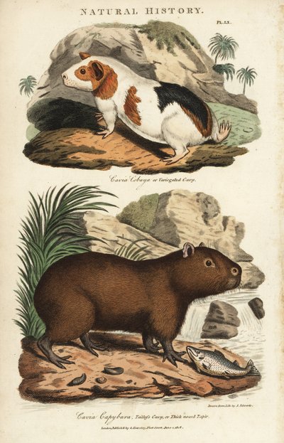 Cobaias e capivaras - Cobaias, Cavia porcellus e capivaras, Hydrochoerus hydrochaeris. Gravura em chapa de cobre colorida à mão depois de Sydenham Edwards de John Mason Good