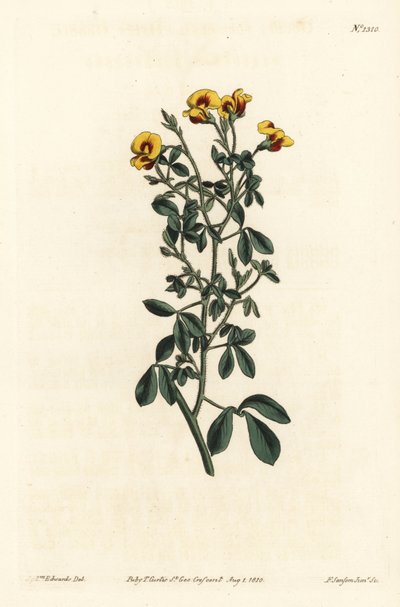 Goodia boneca peluda, Goodia lotifolia var. pubescens (Goodia pubescens). Gravura em chapa de cobre colorida à mão por F. Sansom Jr. após ilustração de Sydenham Edwards da revista Botanical Magazine de William Curtis, T. Curtis, Londres. de Sydenham Teast Edwards