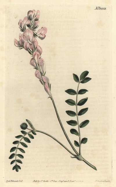 Hedysarum spinosissimum subsp. capitatum (Hedysarum sceptre-flowered hedysarum, Hedysarum capitatum). Gravura em chapa de cobre colorida à mão por F. Sansom Jr. após ilustração de Sydenham Edwards da revista Botanical Magazine de William Curtis, T. Curtis, de Sydenham Teast Edwards