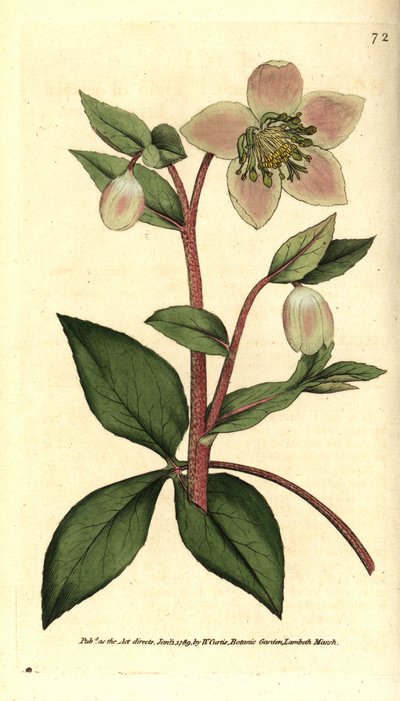 Hellebore (ellebore) lívido ou preto - Hellebore lívido ou roxo, Helleborus lívus. Gravura em chapa de cobre colorida à mão depois de uma ilustração botânica de James Sowerby da revista The Botanical Magazine de William Curtis, Lambeth Marsh, Londres. de Sydenham Teast Edwards