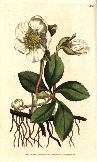 Hellebore (ellebore) noir ou rose de Noel - rosa de Natal ou hellebore preto, Helleborus niger. Gravura em chapa de cobre colorida à mão depois de uma ilustração botânica de Sydenham Edwards da revista The Botanical Magazine de William Curtis, Lambeth Mars de Sydenham Teast Edwards