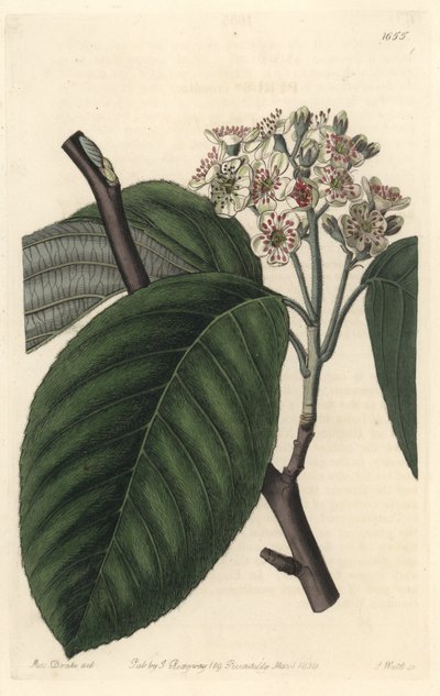 Cinzas do Himalaia - S. Watts Strong Water de uma ilustração de Sarah Anne Drake (1803-1857), do Botanical Register de Sydenham Teast Edwards