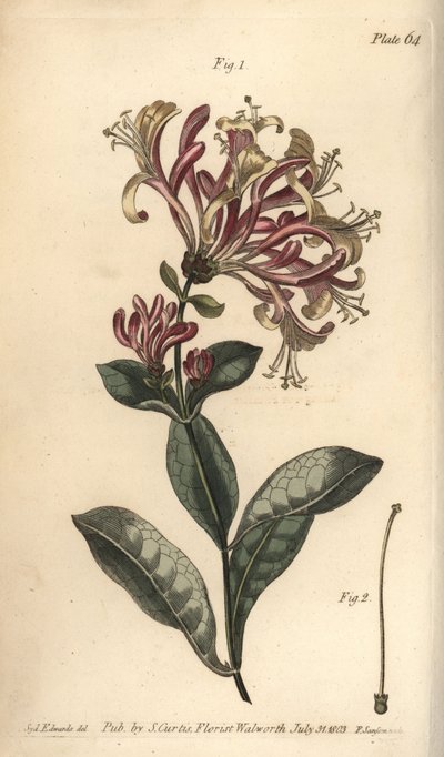 Madressilva, Lonicera caprifolium, Monogynia. Gravação em chapa de cobre colorida à mão por F. Sansom de uma ilustração botânica de Sydenham Edwards para as Palestras de Botânica de William Curtis, conforme entregue no Jardim Botânico de Lambeth de Sydenham Teast Edwards