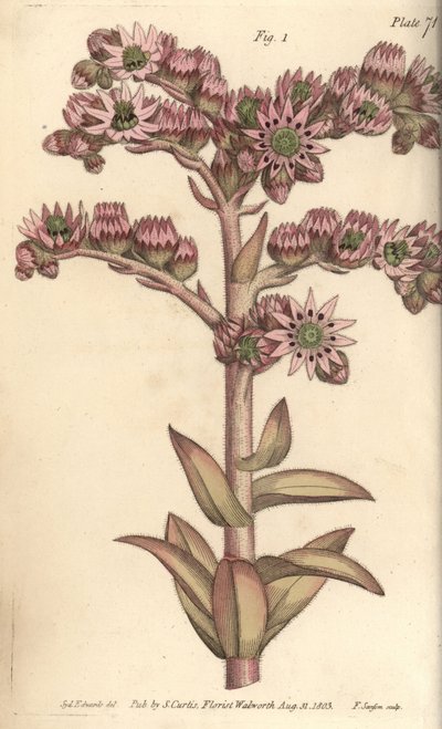 Houseleek, Sempervivum tectorum, Dodecagynia, flor hermafrodita com 12 pistilla. Gravura em chapa de cobre colorida à mão por F. Sansom de uma ilustração botânica de Sydenham Edwards para as Palestras de Botânica de William Curtis, conforme entregue no Jar de Sydenham Teast Edwards