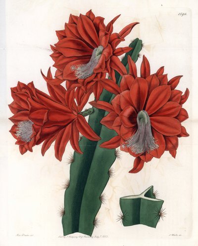 Hybrid Disocactus (cactus orchidee) - Placa gravada por S.Watts, a partir de uma ilustração de Sarah Anne Drake (1803-1857), do Botanical Register of Sydenham Edwards (1768-1819), Inglaterra de Sydenham Teast Edwards
