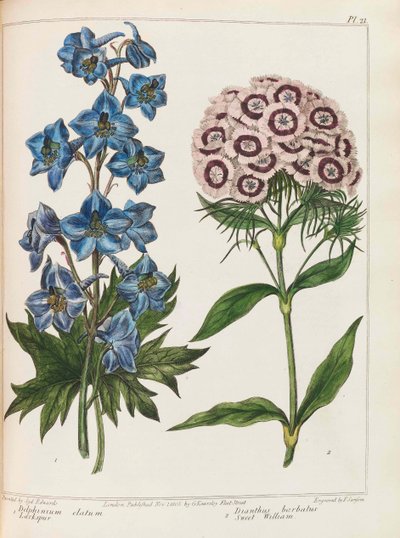 Ilustração da prática de jardinagem por Alexander McDonald, 1807. de Sydenham Teast Edwards