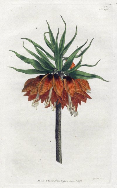 Imperial Fritillary or Imperial Crown - Litografia de Sydenham Edwards (1768-1819), Placa da revista Botanical de William Curtis (1746-1799) de Sydenham Teast Edwards