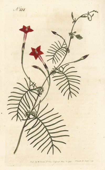 Ipomee quamoclite ou quamoclite pennee ou ipomee uma folha vermelha - Cypress vinha ou ipomoea alada, Ipomoea quamoclit. Gravura em chapa de cobre colorida à mão por Sansom após ilustração de Sydenham Edwards rom William Curtis