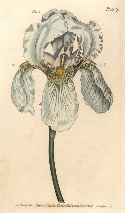 Iris florentina, Iris germanica nothovar. Gravura em chapa de cobre colorida à mão por F. Sansom de uma ilustração botânica de Sydenham Edwards para as Palestras de Botânica de William Curtis, conforme entregue no Jardim Botânico de Lambeth. de Sydenham Teast Edwards
