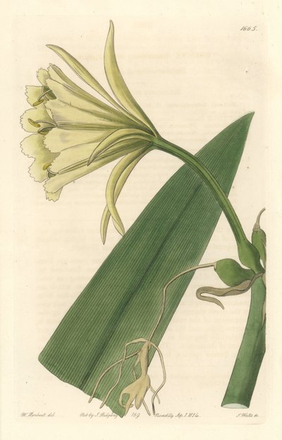 Ismene, Narciso ou Daffodil do Peru - Strong Water de S. Watts a partir de uma ilustração de Sarah Anne Drake (1803-1857), do Registro Botânico de Sydenham Teast Edwards