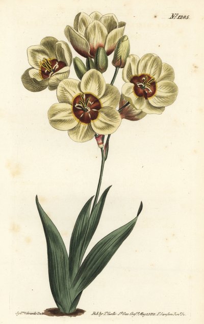 Ixia abbreviata (Ixia maculata v. ochroleuca). Gravura em chapa de cobre colorida à mão por F. Sansom Jr. após ilustração de Sydenham Edwards da revista Botanical Magazine de William Curtis, T. Curtis, Londres de Sydenham Teast Edwards