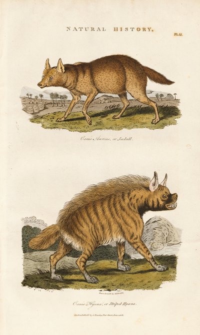 Chacal e hiena listrada de Sydenham Teast Edwards