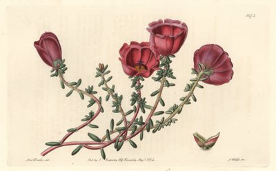 Cavaleiro de flor grande ou de onze horas, nativo do Chile - S. Watts água forte de uma ilustração de Sarah Anne Drake (1803-1857), do Botanical Register de Sydenham Teast Edwards