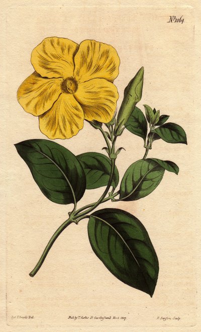 Grande flor de savana amarela brilhante, nativa da Jamaica e de Santo Domingo. Flor de savana maior com flor amarelo vivo, nativa das savanas da Jamaica e de São Domingos. Echites suberecta. Gravura em chapa de cobre colorida à mão a partir de uma ilustraç de Sydenham Teast Edwards