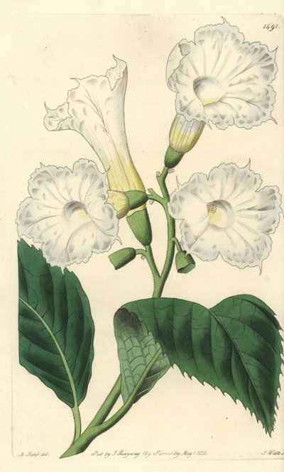 Cordia de flor grande - Cordia de flor grande, Cordia grandiflora. Gravura em chapa de cobre colorida à mão por S. Watts após ilustração de M. Hart do Sydenham Edwards