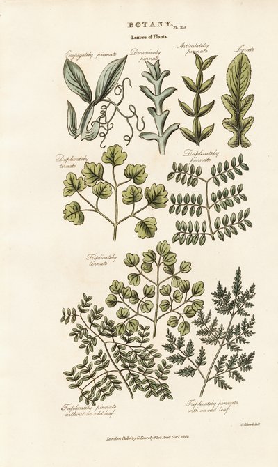 Formas e disposições das folhas de Sydenham Teast Edwards