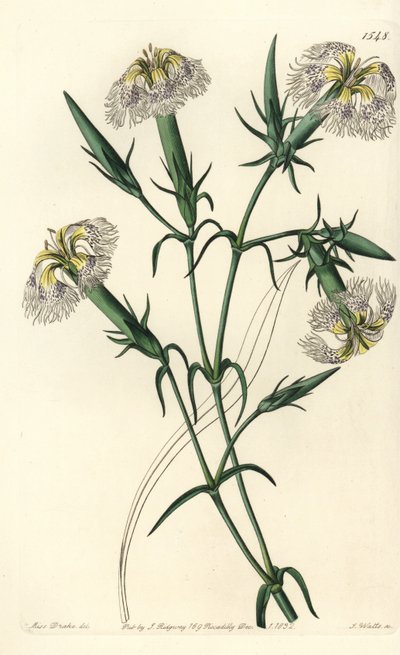 Cravo do Líbano (espécie em perigo) - Pink of Lebanon, Dianthus libanotis. Espécies em perigo. Gravura em chapa de cobre colorida à mão por S. Watts depois de uma ilustração de Miss Sarah Drake do Registo Botânico de Sydenham Edwards, Ridgeway, Londres. de Sydenham Teast Edwards