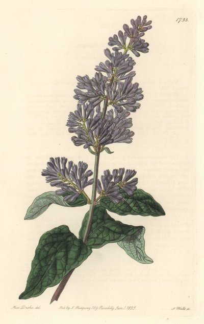Lilás da Hungria - Água forte de S. Watts, de uma ilustração de Sarah Anne Drake (1803-1857), do Botanical Register de Sydenham Teast Edwards