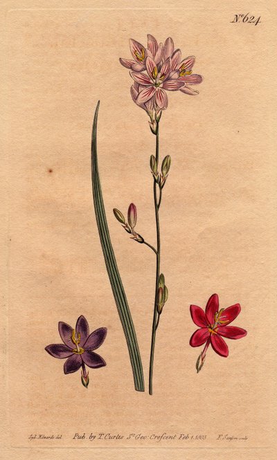 Lírios (lírios) das silvas, com exemplos de cores diferentes: rosa, púrpura, ecarlate. ixia flexuosa com exemplos de variedades de cores: rosa, púrpura e escarlate. Ixia flexuosa. Gravura em chapa de cobre colorida manualmente a partir de uma ilustração bo de Sydenham Teast Edwards