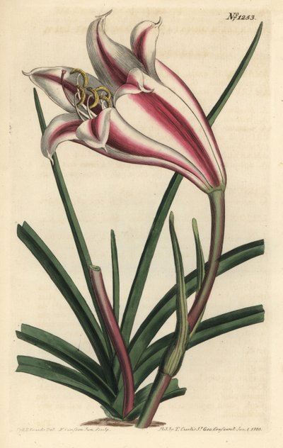 Lily Variete - Lírio da Costa do Cabo, Crinum ornatum (Amaryllis ornata). Gravura em chapa de cobre colorida à mão por F. Sansom Jr. após ilustração de Sydenham Edwards da revista Botanical Magazine de William Curtis, T. Curtis, Londres. de Sydenham Teast Edwards