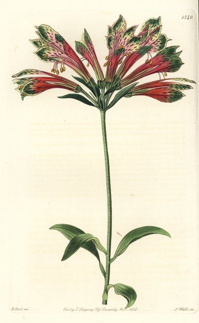 Lírio dos Incas ou Peru (alstroemere ou alstroemerie) - Lírio peruano, Alstroemeria pulchella (Parrot alstroemeria, Alstroemeria psittacina). Gravura em chapa de cobre colorida à mão por S. Watts depois de uma ilustração de M. Hart do Botanical de Sydenham de Sydenham Teast Edwards