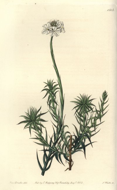 Sphenotoma de folhas longas, Sphenotoma capitatum. Gravura em chapa de cobre colorida à mão por S. Watts depois de uma ilustração de Miss Sarah Drake do Registo Botânico de Sydenham Edwards, Ridgeway, Londres de Sydenham Teast Edwards