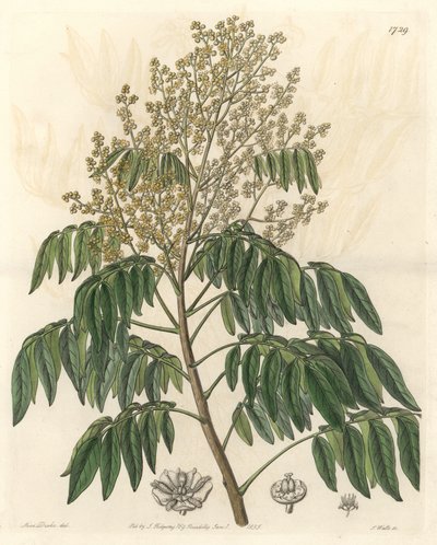 Longanier, originalmente da China - S. Watts água forte de uma ilustração de Sarah Anne Drake (1803-1857), do Botanical Register de Sydenham Teast Edwards