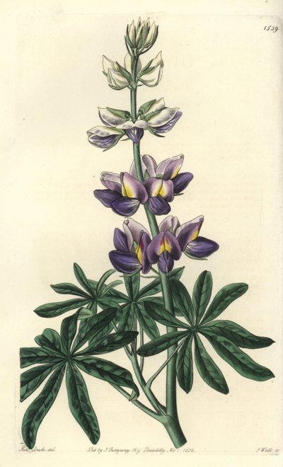 Lupinus - Lupinus mutável, Lupinus mutabilis. Gravura em chapa de cobre colorida à mão por S. Watts depois de uma ilustração de Miss Sarah Drake do Registo Botânico de Sydenham Edwards, Ridgeway, Londres. de Sydenham Teast Edwards