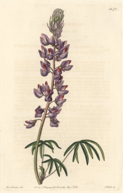 Tremoço com folhas estreitas - Água forte de S. Watts de uma ilustração de Sarah Anne Drake (1803-1857), do Botanical Register de Sydenham Teast Edwards