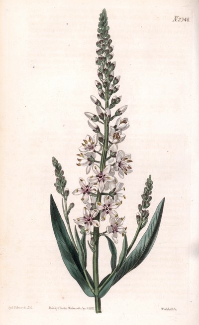 Lysimaque efémero - Lysimachia efémero de prata ou folhas de salgueiro, Lysimachia efémero. Gravura em chapa de cobre colorida à mão por Weddell após uma ilustração de Sydenham Edwards da "Botanical Magazine" de Samuel Curtis, Londres de Sydenham Teast Edwards