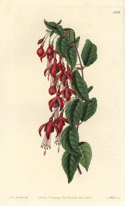 Magellan fuchsia - Hummingbird fuchsia, Fuchsia magellanica (Fuchsia globosa, Fuchsia fuchsia). Gravura em chapa de cobre colorida à mão por S. Watts depois de uma ilustração de Miss Sarah Drake do Registo Botânico de Sydenham Edwards, Ridgeway, Londres. de Sydenham Teast Edwards