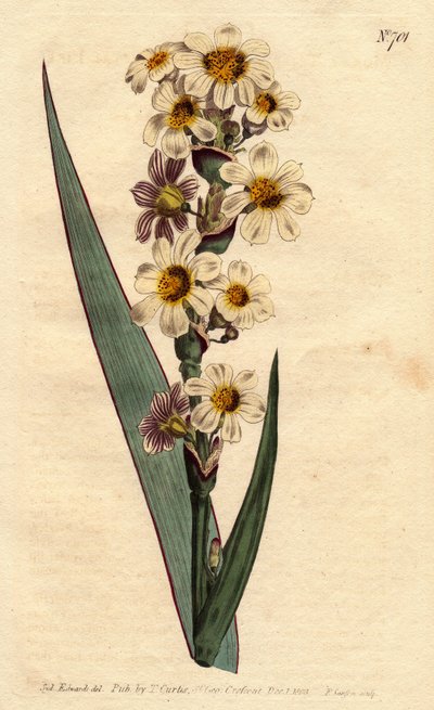 Marica tem flores brancas, amarelas estriadas e linhas roxas. Marica estriada com flores brancas, amarelas e listradas puras. Marica striata. Gravura em chapa de cobre colorida à mão a partir de uma ilustração botânica de Sydenham Edwards da obra "B de Sydenham Teast Edwards