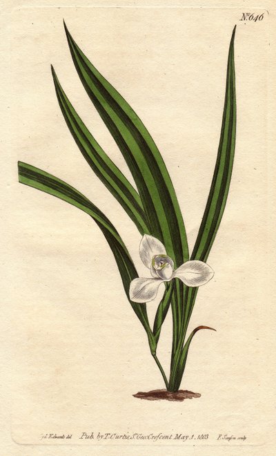 Marica marica com pequenas flores brancas e folhas estreitas e listradas. Marica marica com pequenas flores brancas e folhas estreitas e listradas. Marica paludosa. Gravura em chapa de cobre colorida à mão a partir de uma ilustração botânica de Sydenham Ed de Sydenham Teast Edwards
