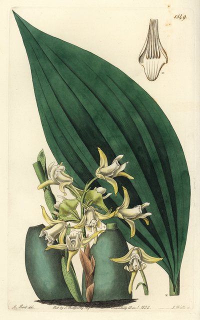 Maxillaria palmifolia orquídea (Maxillaria amarelo pálido, Maxillaria decolor). Gravura em chapa de cobre colorida à mão por S. Watts após uma ilustração de M. Hart do Sydenham Edwards