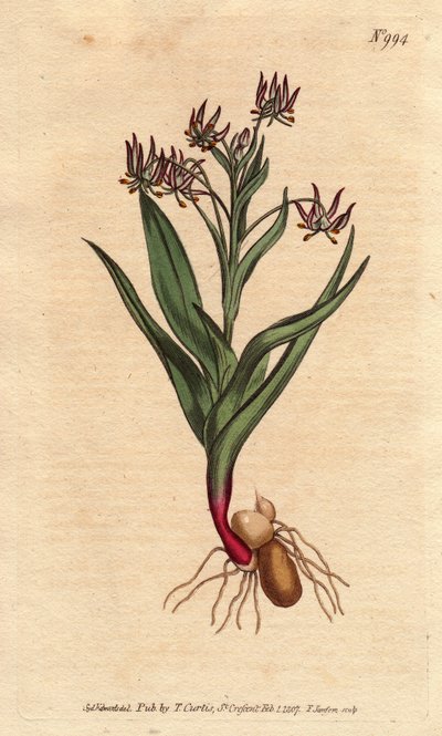 Melanthium ramificação, com muitas flores pequenas lilás, bulbo e raízes. Ornithoglossum viride (Melanthium viride) Gravura em chapa de cobre colorida à mão a partir de uma ilustração botânica. de Sydenham Teast Edwards