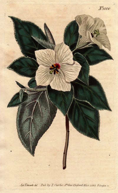 Melhania Santa Helena com flores brancas. Santa Helena Madeira vermelha com flores brancas. Melhania erythroxylon. Gravura em chapa de cobre colorida à mão a partir de uma ilustração botânica de Sydenham Edwards da "Botanical Magazine" de William Curtis 17 de Sydenham Teast Edwards