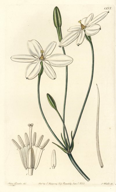 Mexican Star - Estrela mexicana ou milla branca de neve, Milla biflora. Gravura em chapa de cobre colorida à mão por S. Watts depois de uma ilustração de Miss Sarah Drake do Registo Botânico de Sydenham Edwards, Ridgeway, Londres de Sydenham Teast Edwards