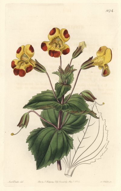 Mimule, apelidado de Monkey Flower ou Musk Flower, Hybrid Variety - S. Watts Strong Water a partir de uma ilustração de Sarah Anne Drake (1803-1857), do Botanical Register de Sydenham Teast Edwards