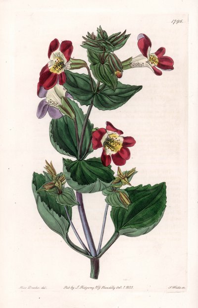 Mimule variete, chamada monkey flower ou musk flower - Tábua gravada por S.Watts, de uma ilustração de Sarah Anne Drake (1803-1857), do Botanical Register of Sydenham Edwards (1768-1819), Inglaterra de Sydenham Teast Edwards