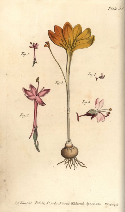 Monandria 1,2, pano de ouro, Crocus angustifolius (Triandria) 3, e o Sombra de Feiticeiro, Circaea alpina (Diandria) 4,5. Gravura em chapa de cobre colorida à mão de uma ilustração botânica de Sydenham Edwards para as Lectures on Botany de William Curtis,  de Sydenham Teast Edwards