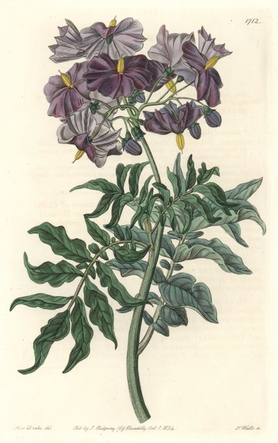 Morelle (Solanum), natural do Chile - Água forte de S. Watts de uma ilustração de Sarah Anne Drake (1803-1857), do Botanical Register de Sydenham Teast Edwards