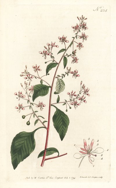 Mosquito flor ou lopezia mexicana, Lopezia racemosa. Gravura em chapa de cobre colorida à mão por Sansom após ilustração de Sydenham Edwards da revista Botanical Magazine de William Curtis, Londres. de Sydenham Teast Edwards