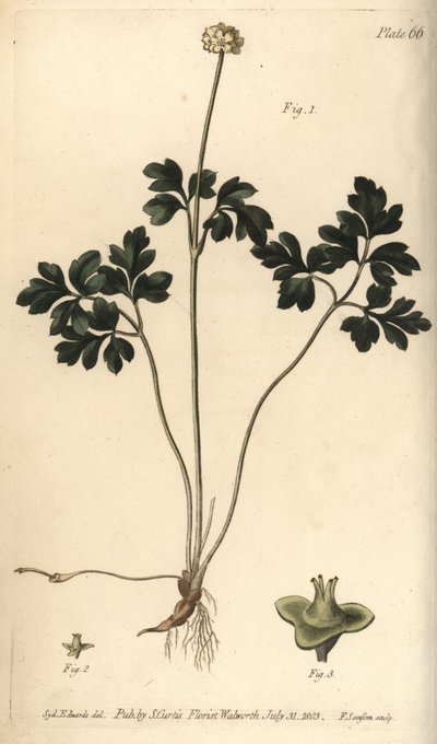 Mosqueta, Adoxa moschatellina, Tetragynia, flor 1 e pistilla 2,3. Gravura em chapa de cobre colorida à mão por F. Sansom de uma ilustração botânica de Sydenham Edwards para as Palestras de Botânica de William Curtis, conforme entregue no Jardim Botânico de de Sydenham Teast Edwards