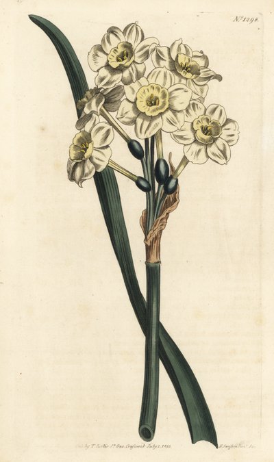 Narcissus a bouquet - Narcissus tazetta (Narcissus narcissus; Narcissus orientalis) - Gravura em chapa de cobre colorida à mão de F. Sansom Jr. depois de uma ilustração de Sydenham Edwards da revista Botanical Magaz de William Curtis de Sydenham Teast Edwards