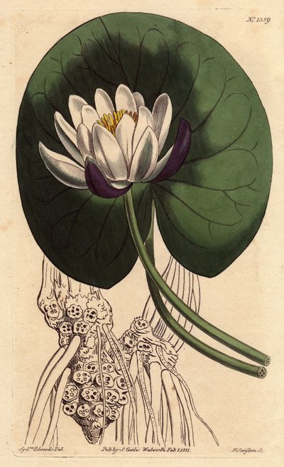 Nenuphar tem uma grande flor branca na frente de toda a sua folha redonda. Nenuphar tem um nenúfar com uma grande flor branca em frente a toda a sua folha redonda. Nymphaea nitida. Gravura em chapa de cobre colorida à mão a partir de uma ilustração botânic de Sydenham Teast Edwards