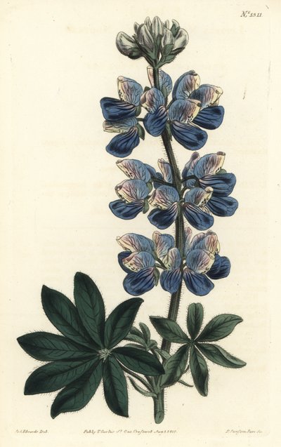 Nootka Lupin - Nootka-Sound lupin, Lupinus nootkatensis. Gravura em chapa de cobre colorida à mão por F. Sansom Jr. após ilustração de Sydenham Edwards da revista Botanical Magazine de William Curtis, T. Curtis, Londres de Sydenham Teast Edwards