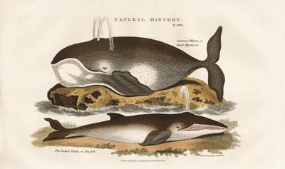 Baleias do Atlântico Norte de Sydenham Teast Edwards