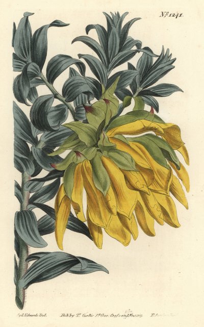 Dália com cabeça de cabeça laranja ou de montanha, Liparia splendens (Ruscus-leaved liparia, Liparia sphaerica). Gravura em chapa de cobre colorida à mão por F. Sansom Jr. depois de uma ilustração de Sydenham Edwards da revista botânica de William Curtis,  de Sydenham Teast Edwards