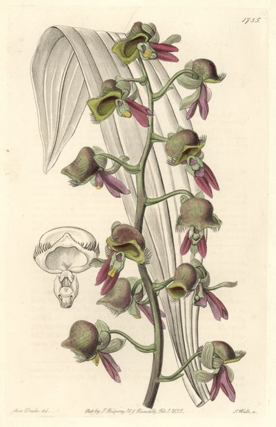 Orchid Catasetum, flores de dois tons, nativas da Guiana - Water forte de S. Watts a partir de uma ilustração de Sarah Anne Drake (1803-1857), do Botanical Register de Sydenham Teast Edwards