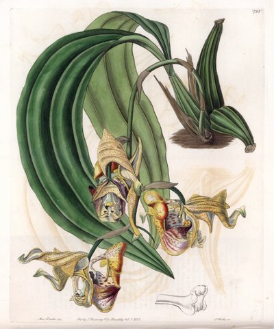 Orquídea: Variedade Coryanthes com flores malhadas - Placa gravada por S.Watts, de uma ilustração de Sarah Anne Drake (1803-1857), do Botanical Register of Sydenham Edwards (1768-1819), Inglaterra de Sydenham Teast Edwards